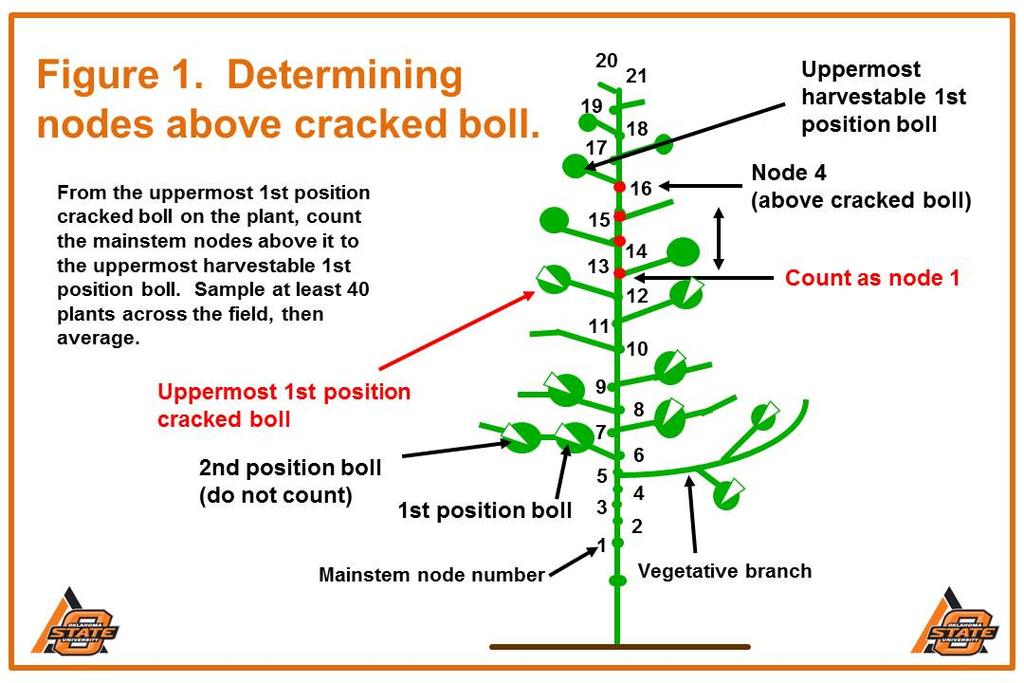 When determining boll maturity of adjacent fruit, one can consider the following.