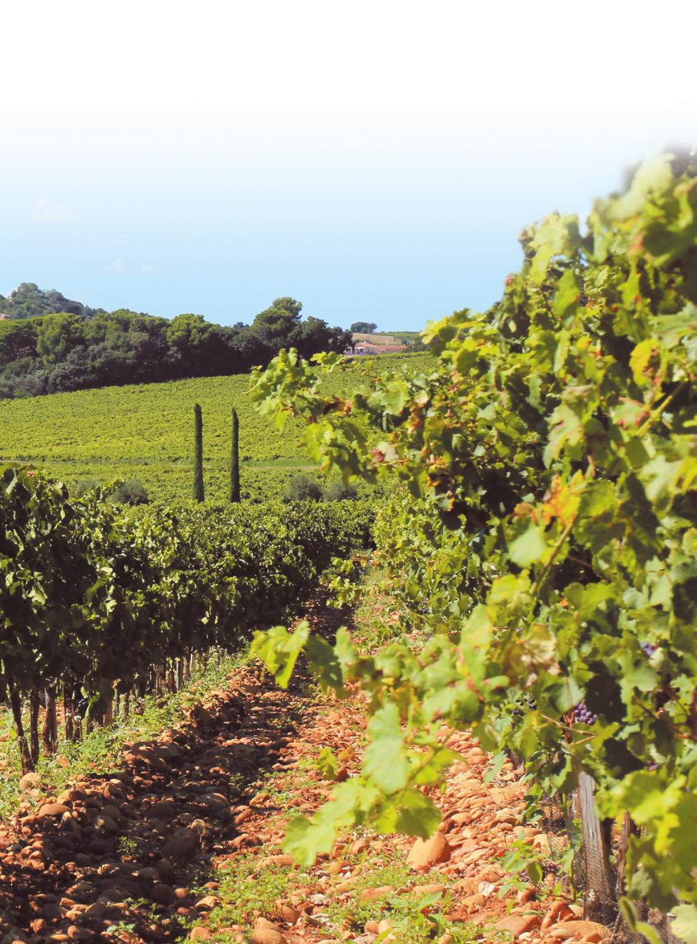 @domainepierreusseglio DOMAINE PIERRE USSEGLIO This well-regarded estate is run by brothers Thierry and Jean-Pierre Usseglio, who divide their time respectively between the cellar and the vineyard.