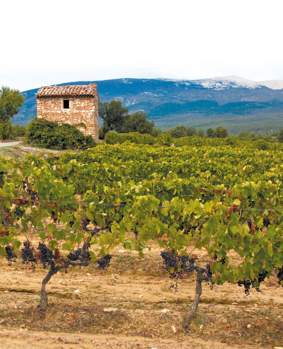 CLOS DE TRIAS Situated high up in the foothills of the Ventoux mountain, Clos de Trias is located in one of the most beautiful spots we know.