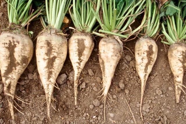 Sugar Beet Production Sugar beets are primarily grown in the temperate zones of the world. Can also grow in a variety of different soil types; Very water intensive crop.