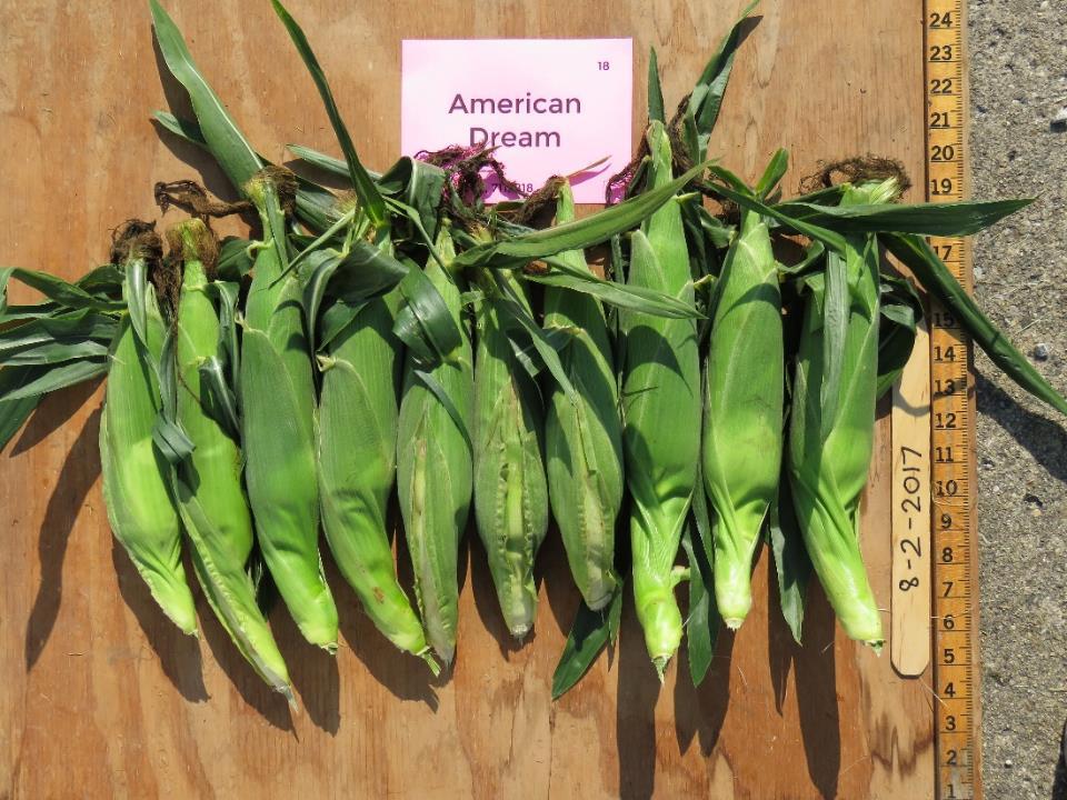 American Dream Days to Harvest predicted 77 actual 78-80 Marketable Ears