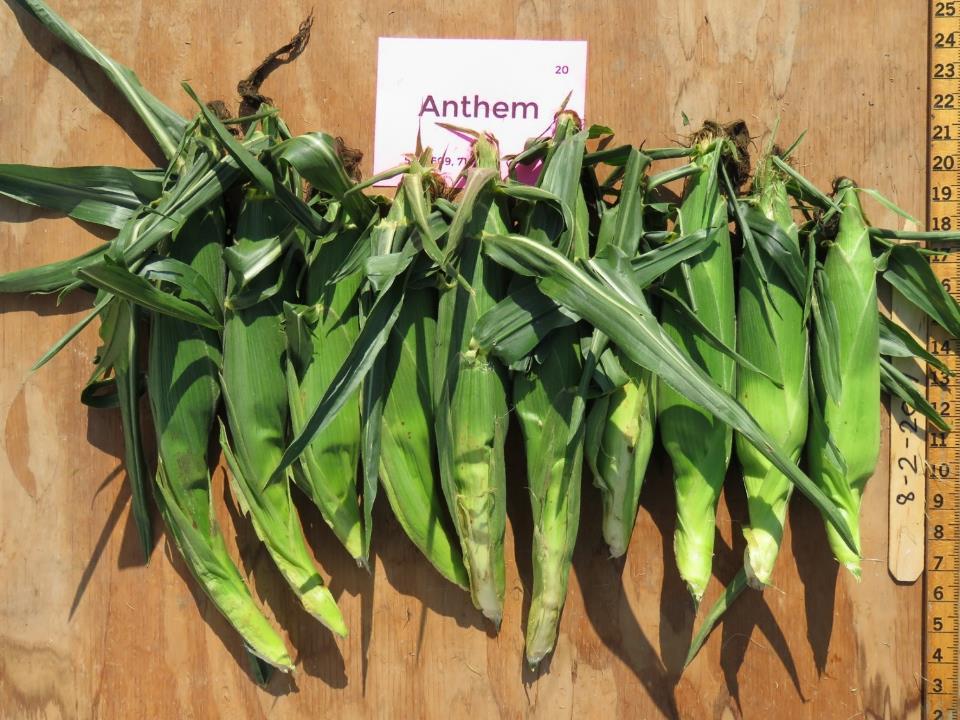 Anthem Days to Harvest predicted 73 actual 78-80 Marketable Ears 1,242