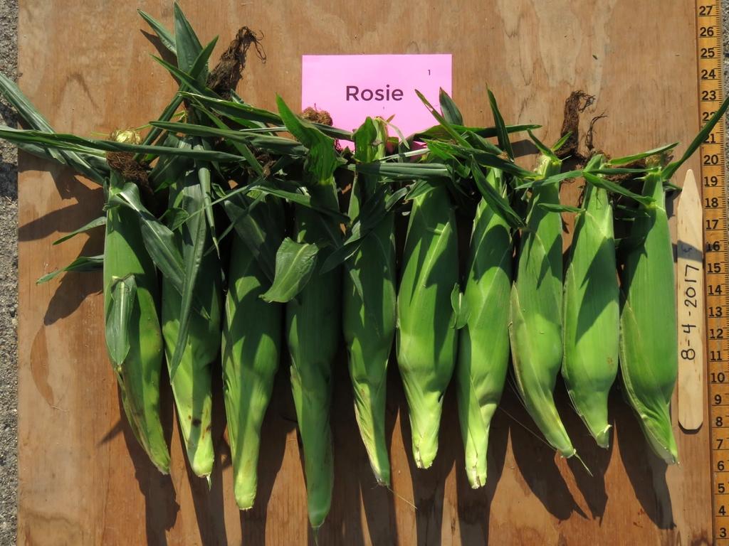 Rosie Days to Harvest predicted 74 actual 78-80 Marketable Ears 1,194