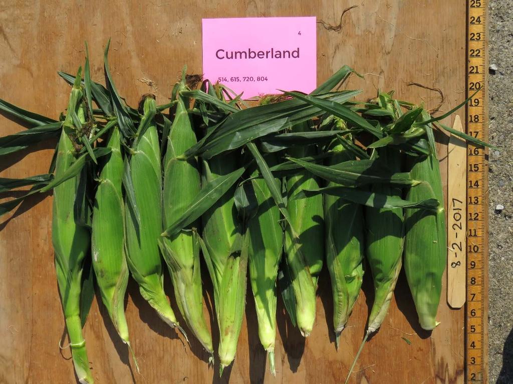 Cumberland Days to Harvest predicted 77 actual 78-80 Marketable Ears 1,210