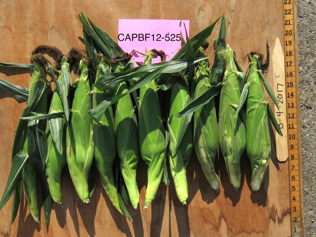 CAPBF 12-525 Days to Harvest predicted 72 actual 78-80 Marketable Ears