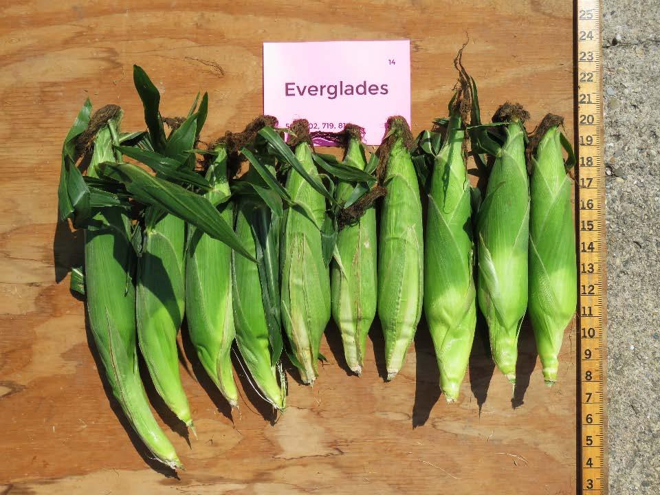 Everglades Days to Harvest predicted 76 actual 80-83 Marketable Ears 1,629
