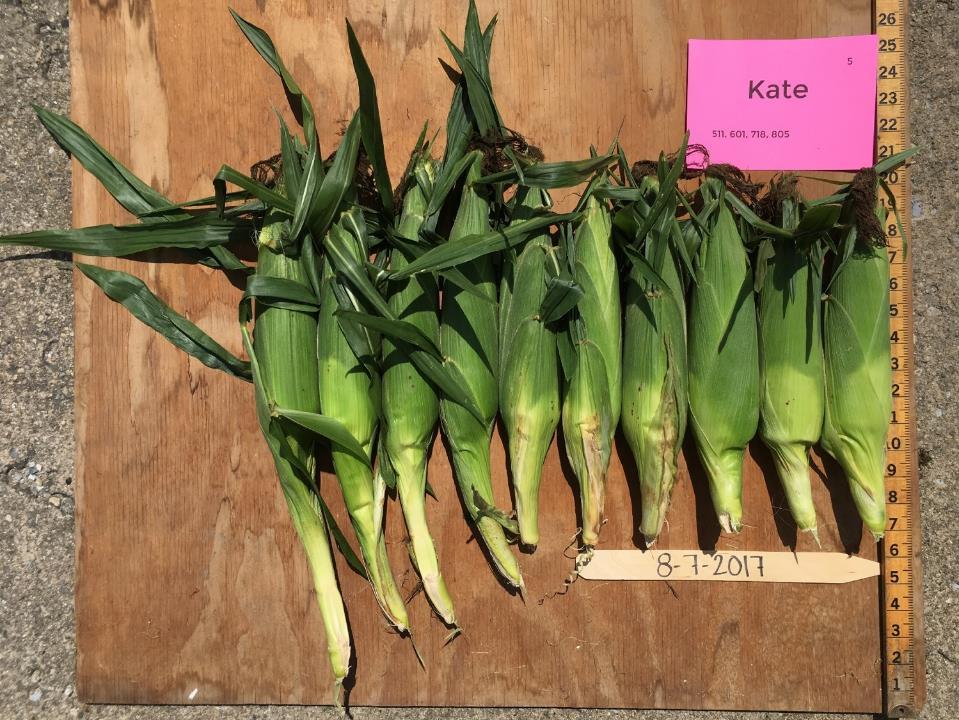 Kate Days to Harvest predicted 77 actual 80-85 Marketable Ears 1,339