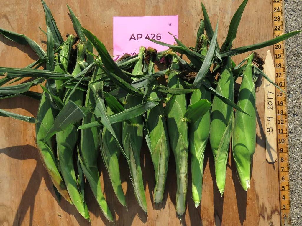 AP 426 Days to Harvest predicted 78 actual 80-85 Marketable Ears 1,533