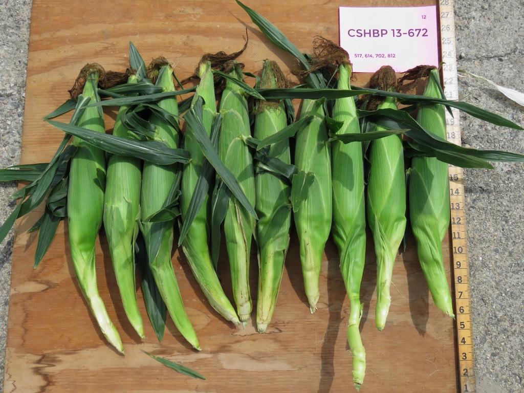 CSHBP 13-672 Days to Harvest predicted 80 actual 80-87 Marketable Ears 1,210