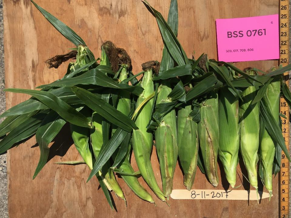 BSS 0761 Days to Harvest predicted 80 actual 85-87 Marketable Ears 1,242