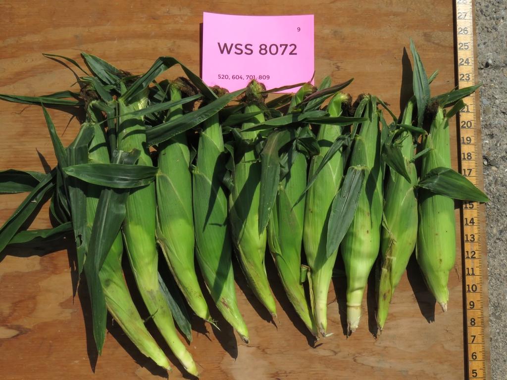 WSS 8072 Days to Harvest predicted 78 actual 83 Marketable Ears 1,210