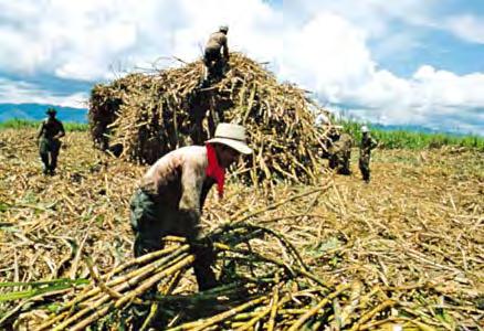 Sugar Cane H. Common ways to harvest around the world: 1.