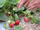 Everbearing Strawberries Produce one or two crops each season 1 st crop in late June/Early July 2 nd crop late August/early September Not recommended for