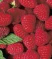 Planting and maintaining Raspberries Spacing 18 24 Rows 8 apart Water thoroughly after planting at least 1 2 per week Allow to harden in fall, but