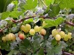 Gooseberry Plant when dormant Plant crown 1 deeper than how it was grown in nursery