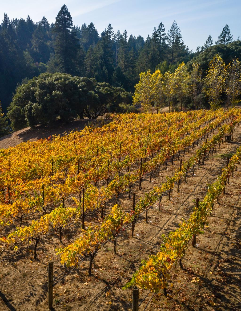 This vine and olive studded 20+ acre parcel is perched at the north end of the Anderson Valley and in close proximity to renowned Handley Winery and Roederer Estate.