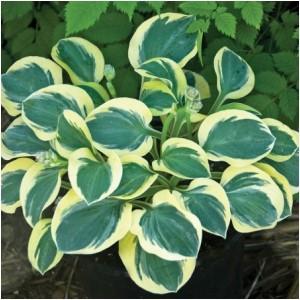 blue-green margin. 2019 Hosta of the Year. (Photo: KRS Quality Growers) (#5875 - #1 cont.