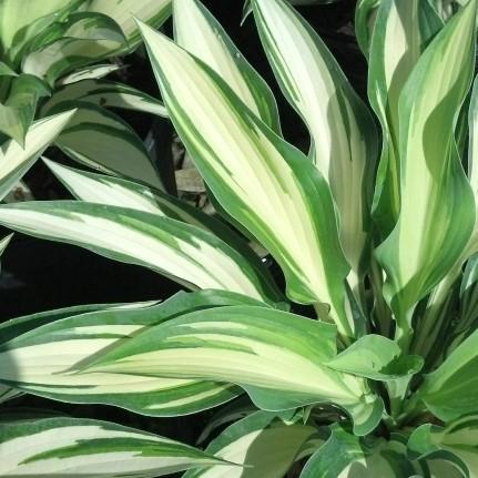 48 A medium-to-large hosta that has dark green, white margined leaves. Lavender flowers late summer.