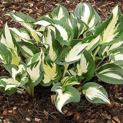 30 A sport of Francee, this best-selling hosta has dark green leaves with wide white margins.