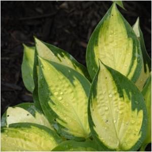 50 A medium sized sport of Gold Standard that has heart-shaped leaves with chartreuse centers that