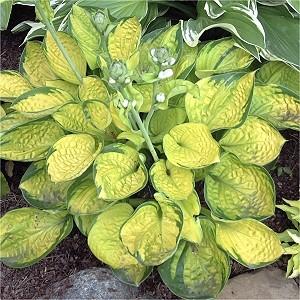 gold centers. The leaves develop puckering when they mature. 2013 Hosta of the Year. (#4729 - #1 cont.) Ht. 30 Wd.