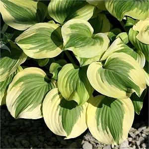 ) T-REX Hosta T-Rex Ht. 40 Wd. 60 This large hosta has large, blue-green leaves.
