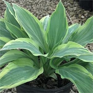 24-36 Medium sized hosta featuring dark green leaves tinged with blue and variegated with wide, creamy