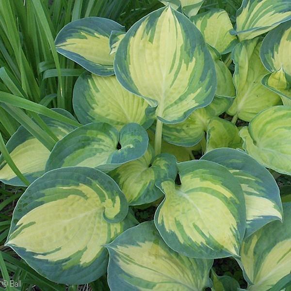 ) (photo courtesy of Walters Gardens Inc.) SHADOWLAND AUTUMN FROST Hosta Autumn Frost PP23224 Ht. 12 Wd.