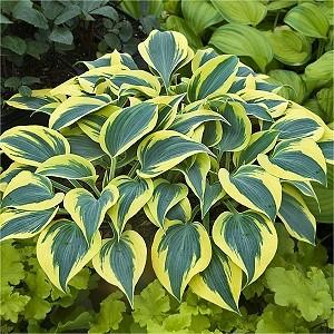 Medium green leaves with wavy, white margins have a tendency to temporarily turn solid green in summer.