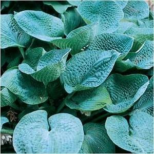 30 A variegated seedling from Blue Umbrellas, with long, blue-green leaves with white edges.