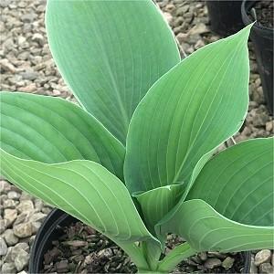 15 A miniature hosta with thick, heart-shaped, blue-green leaves. Lavender flowers mid summer.