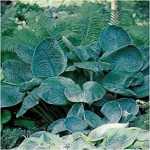 72 A large hosta with large bluish-green leaves that mature to dark green. Good substance.