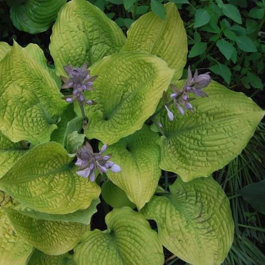 A Proven Winners Selection. (#4825 - #1PW cont.) CURLY FRIES Hosta x Curly Fries Ht. 6 Wd.