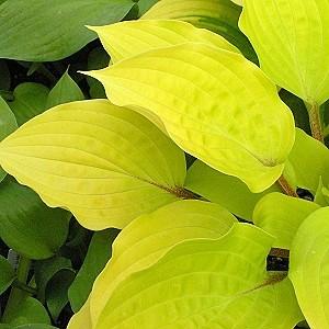 15-18 - Full Shade Heart-shaped foliage with a blue-green center and white margins for a nice