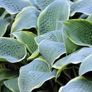 32 Corrugated, blue-green leaves have irregular yellow margins that change to creamy