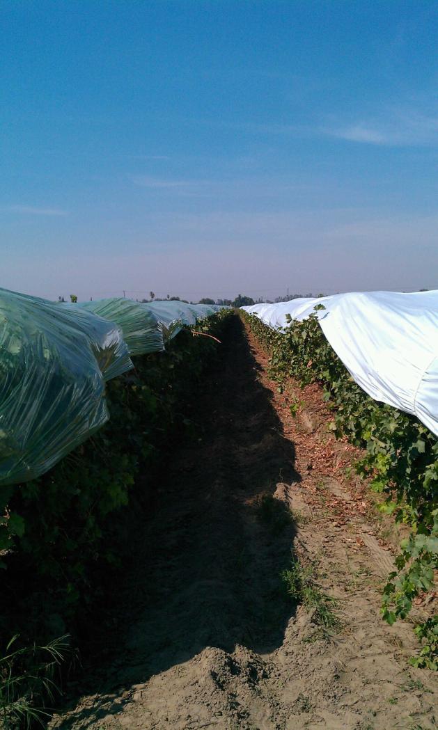 Field study design and layout Green and white vine covers were purchased from commercial suppliers and installed by a commercial grower in Redglobe (2011) and Autumn King (2012) vineyards Whole rows
