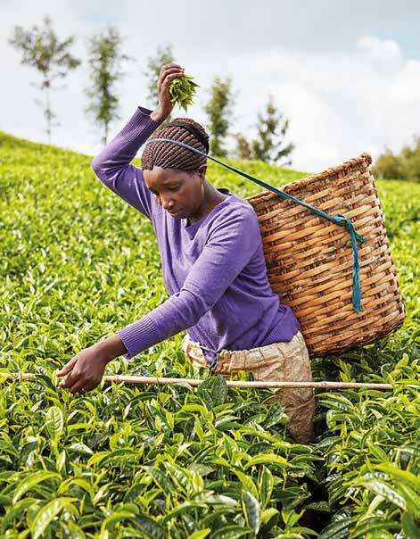 How we buy: Taylors Sourcing Approach Taylors Sourcing Approach (TSA) is our model for how we buy our tea and coffee.