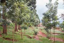 Working with TIST (The International Small Group Tree Planting Programme), we re helping smallholder farmers to plant one million trees in four communities.