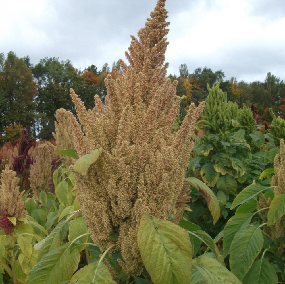 amaranth grain OUR GOAL: To improve the variety and quality