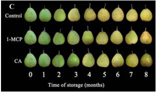 //0 -MCP & Melons Western shipping cantaloupes-not much benefit on firmness at storage temperature.