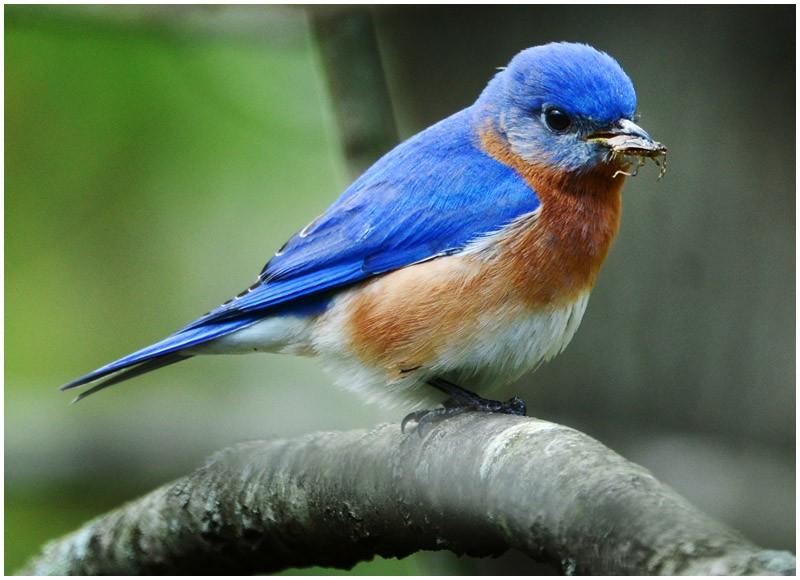 Today, thanks to the efforts of organizations like Homes for Bluebirds, Inc., founded by Jack Finch in 1973, bluebirds are flourishing in Eastern North Carolina as well as throughout the country.