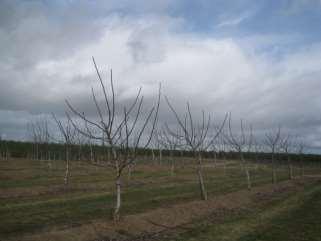 Before pruning Heavy pruning Minimal pruning Unheaded/unpruned 12/16/09 12/16/09 12/16/09 Cumulative yield (tons/acre) 0.030 0.