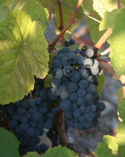 211 Viticultural Year [ Nov. 21 - Out.