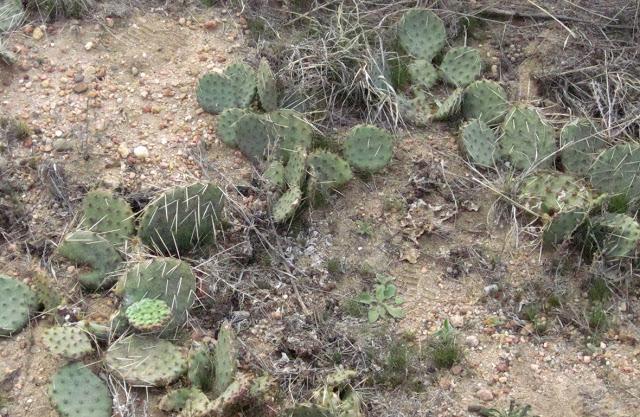 Prickly pear can become quite a nuisance in rangeland.