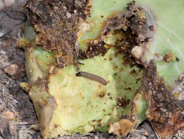 A young N. A. cactus moth larva, Melitara sp., on a prickly pear pad.