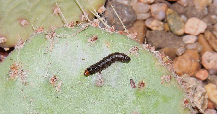 A later instar N. A. cactus moth larva, Melitara sp., on a prickly pear pad. Photo by Anthony Zukoff Report Sightings of the invasive S.A. Cactus moth here: http://www.gri.msstate.