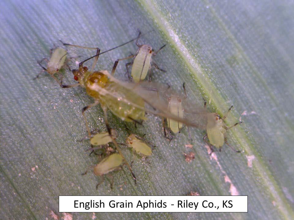 These aphids are common throughout the state most years, in wheat, but have never been observed in these numbers, especially on corn.
