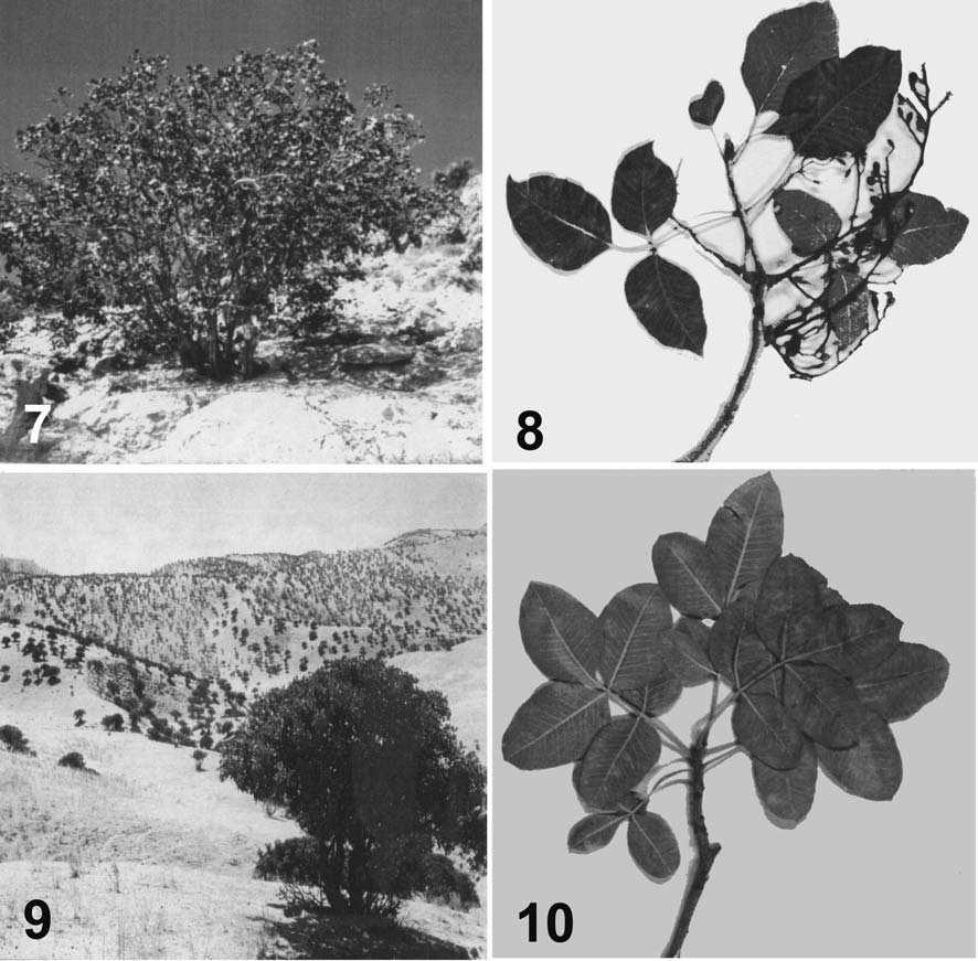 Figs 7-10. The morphology of leaves and the pictures of Iranian pistachio trees (Figs 7 and 8: P. khinjuk; Figs 9 and 10: P. vera).