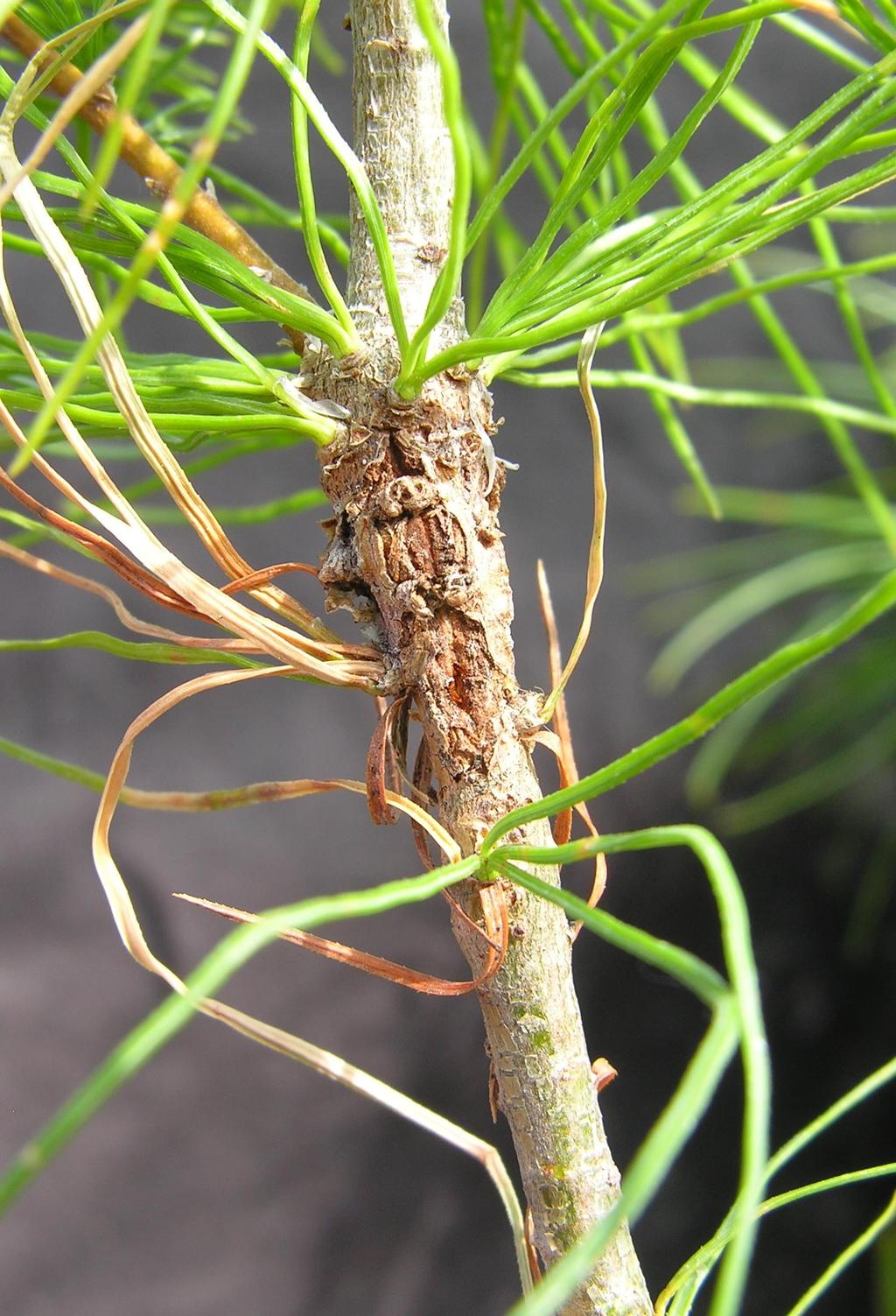 Stem reaction (pitchy lesion) Eastern white pine (Pinus strobus) Cork cambium develops into
