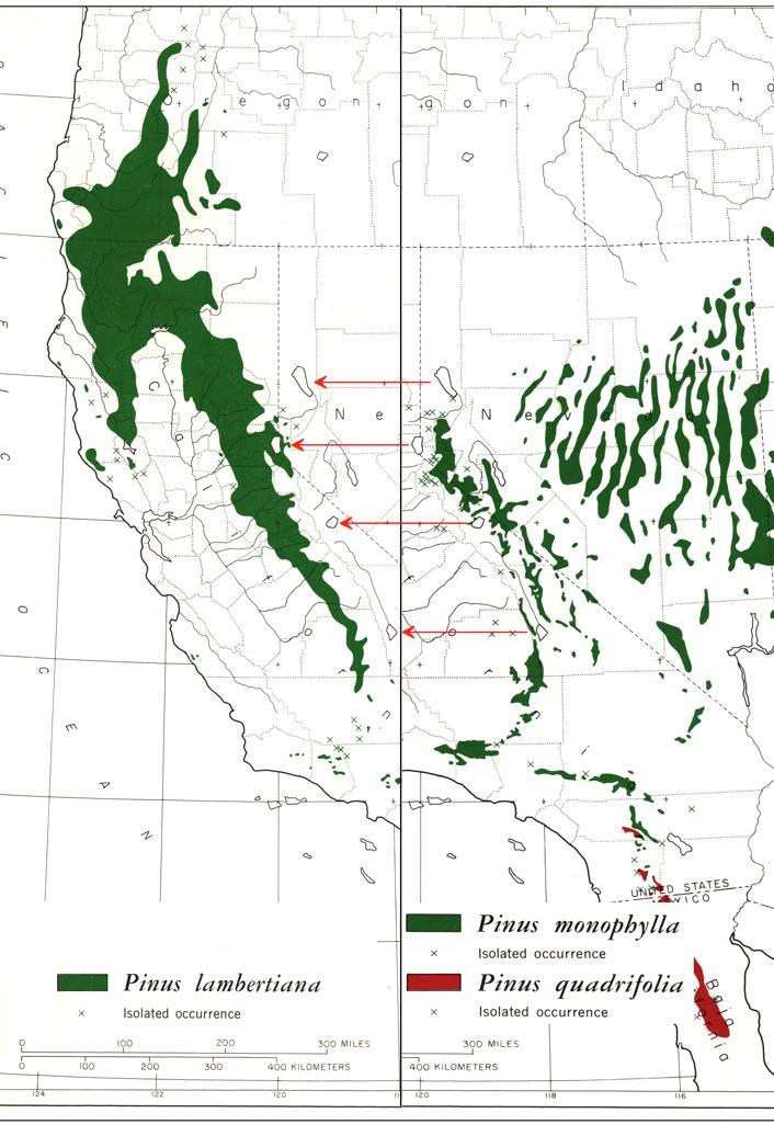 Current ranges of sugar pine & pinyon pine Note the regions